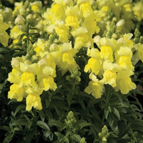 flower seeds Snapdragon dwarf Yellow, 300 seeds  #ABG5