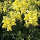 flower seeds Snapdragon dwarf Yellow, 300 seeds  #ABG5
