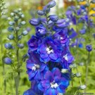 150 seeds delphinium royal blue color perennial, great for your garden   #ABG5
