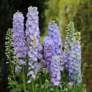 100 flower seeds Delphinium Lavender lilac, easy to grow     #ABG5