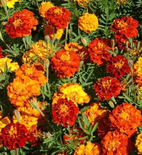 200 seeds marigold frnch dwarf, easy to grow      #ABG5