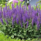 may night blue salvia meadow sage,150 seeds     #ABG5