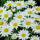 200 flower seeds shasa daisy perennial   #ABG5