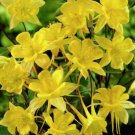 Sunshine Yellow Columbine Aquilegia Perennial, 100  Flower Seeds  #ABG5