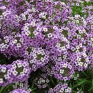 200 Flower Seeds alyssum purple color,easy to grow   #ABG5
