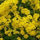 200 Seeds Yellow Gold Alyssum Aurinia   Perennial     #ABG5