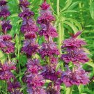 lambada mnarda bee balm lemon,200 seeds   #ABG5