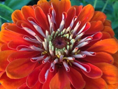 150 flower seeds, orange king large double, easy to grow    #ABG5