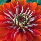 150 flower seeds, orange king large double, easy to grow    #ABG5