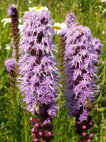 flower seeds purple blazing star gayfeather liatris 150 seeds  #ABG5