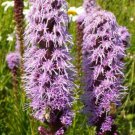 flower seeds purple blazing star gayfeather liatris 150 seeds  #ABG5