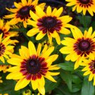 Denver Rudbeckia Hirta Black Eyed Susan 200 Seeds, easy to grow    #ABG5