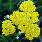 500 flower Seeds Yellow Yarrow Achillea, easy to grow    #ABG5