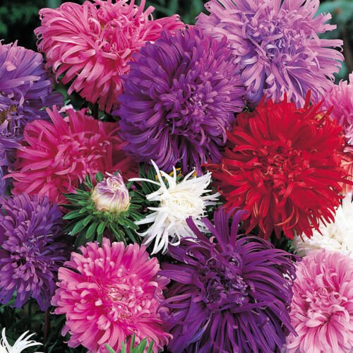 Giant Aster Mixed Colors  150 seeds,easy to grow    #ABG5