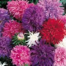 Giant Aster Mixed Colors  150 seeds,easy to grow    #ABG5