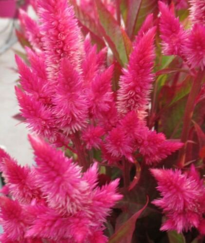 flower seeds celosia spicata pink color  100 seeds     #ABG5