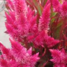 flower seeds celosia spicata pink color  100 seeds     #ABG5