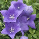 200 flower seeds, purple ballon perennial    #ABG5