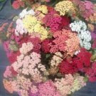 100 seeds yarrow mix color, easy to grow     #ABG5