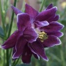 150 flower seeds,  columbine barlow dark purple Aquilegia vulgaris. easy to grow    #ABG5