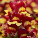 flower seeds snapdragon dwarf red and yellow,100 seeds   #ABG5