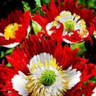 500 seeds, poppy danish flag papaver, easy to grow  #ABG5