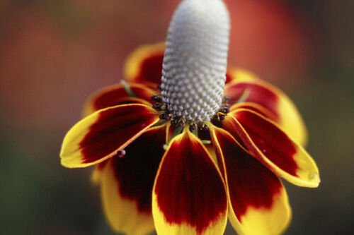 300 flower seeds Mexican Hat Wildflowe, easy to grow  #ABG5