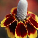 300 flower seeds Mexican Hat Wildflowe, easy to grow  #ABG5