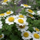 1000 seeds feverffew healing herb hardiest, great for your garden #ABG19