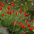 1000 seeds  red chief california poppy  #ABG19