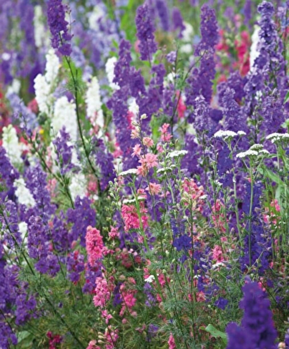 flower seeds Larkspur Mix  Spring Special, 400 seeds    #ABG19