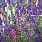 flower seeds Larkspur Mix  Spring Special, 400 seeds    #ABG19