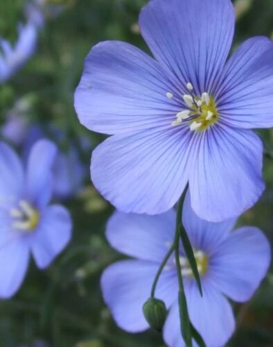 400 seeds Blue Flax Seed Spring Special , easy to grow   #ABG19