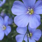 400 seeds Blue Flax Seed Spring Special , easy to grow   #ABG19
