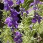 flower seeds spring Special  Larkspur Mix color, 400 seeds #ABG19