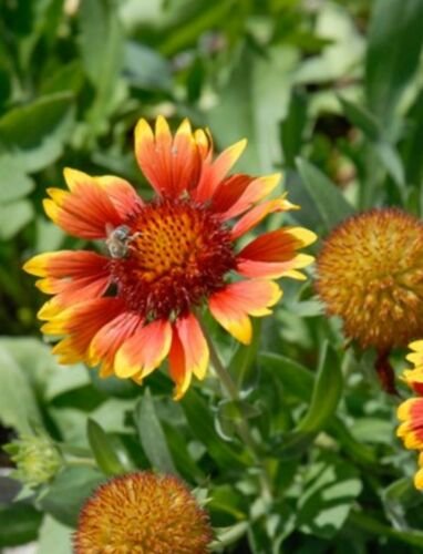 200 Fresh Flower Seed Blanketblower, easy to grow #ABG19