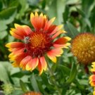 200 Fresh Flower Seed Blanketblower, easy to grow #ABG19