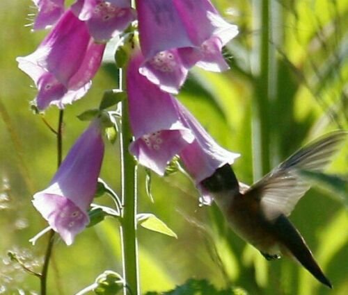 800 Fresh Flower Seed Foxglove Mix, easy to grow #ABG19