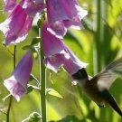 800 Fresh Flower Seed Foxglove Mix, easy to grow #ABG19