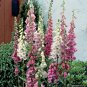 800 Fresh Flower Seed Foxglove Mix, easy to grow #ABG19