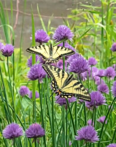1/4 lb Seed Onion Chives  Edible Landscapes , easy to grow  #ABG19