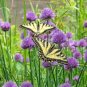 1/4 lb Seed Onion Chives Edible Landscapes , easy to grow #ABG19