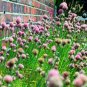1/4 lb Seed Onion Chives Edible Landscapes , easy to grow #ABG19