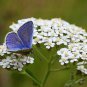 1/4 pound fresh flower Seeds White Yarrow Naturalized Herb Landscapes, #ABG19