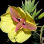 1/4 pound fresh flower Seeds Evening Primrose,easy to grow #ABG19