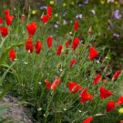 Red Chief  California Poppy,1000 seeds  #ABG19