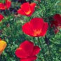Red Chief California Poppy,1000 seeds #ABG19