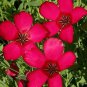 400 seeds Scarlet Flax, easy to grow #ABG19