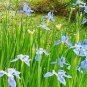 200 seeds Hardy Wild Blue Iris Mosquitoe Control, easy to grow #ABG19