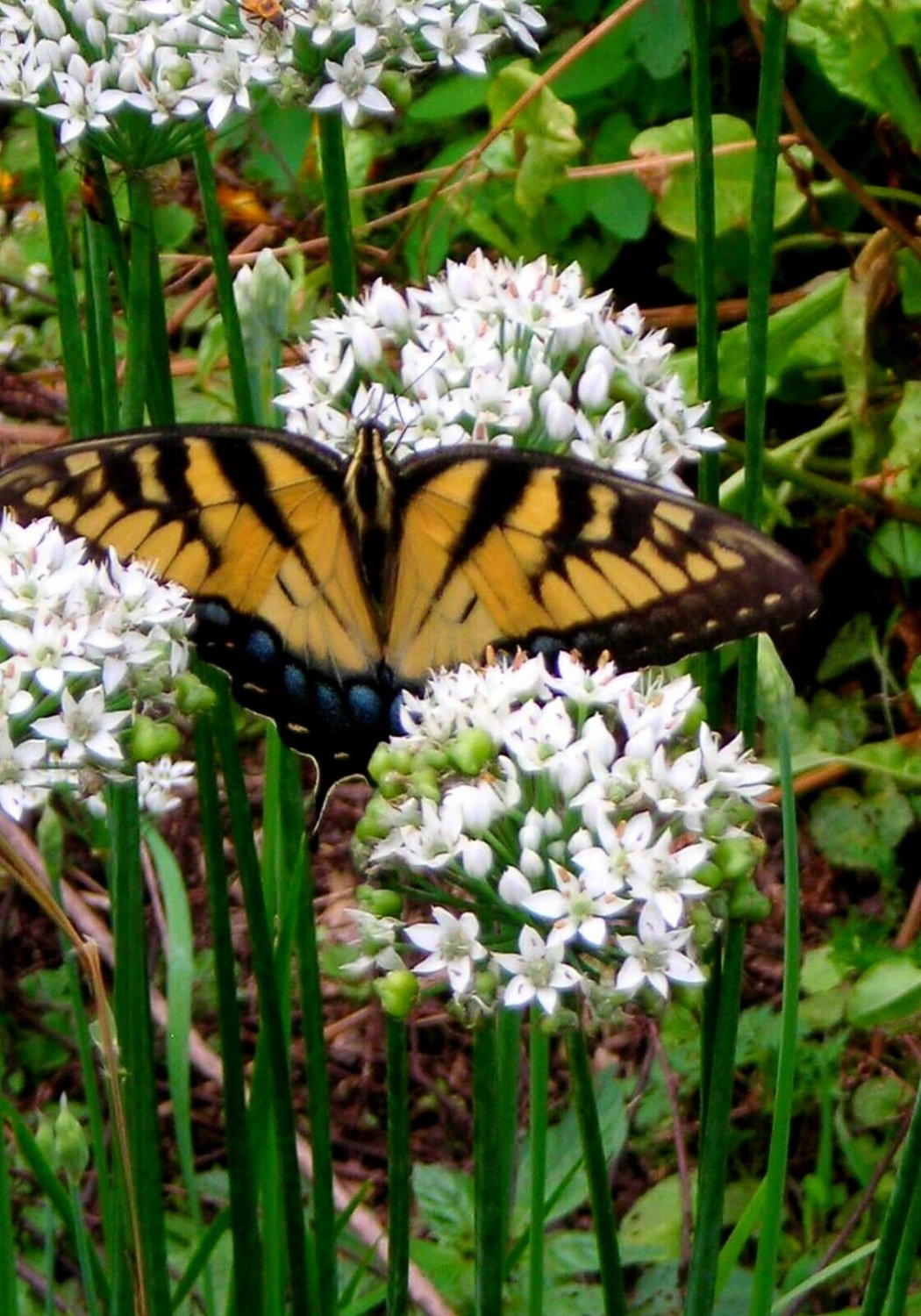 1/4 lb Seed Garlic Chives  Squirrel Deturant, great for your garden    #ABG19